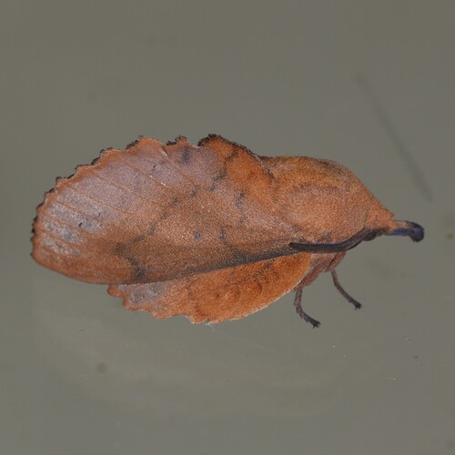 Gastropacha quercifolia