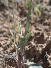 Streptanthus longirostris