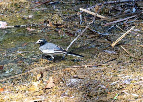 Masked Wagtail