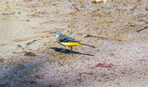 Grey Wagtail