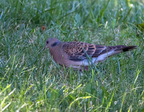 Oriental Turtle-Dove