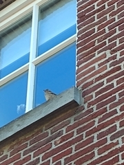 Fringilla coelebs