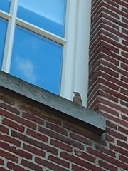 Fringilla coelebs