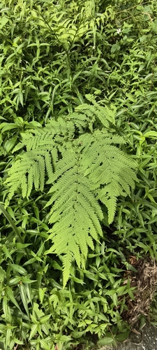 Pteris wallichiana observed 2026-08-08