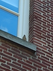 Fringilla coelebs