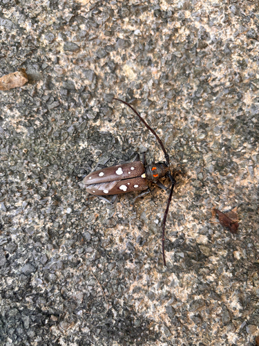 Mango Longhorn Beetle