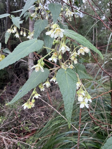 Hemp Bush