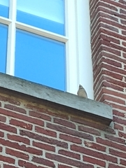 Fringilla coelebs