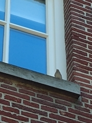 Fringilla coelebs