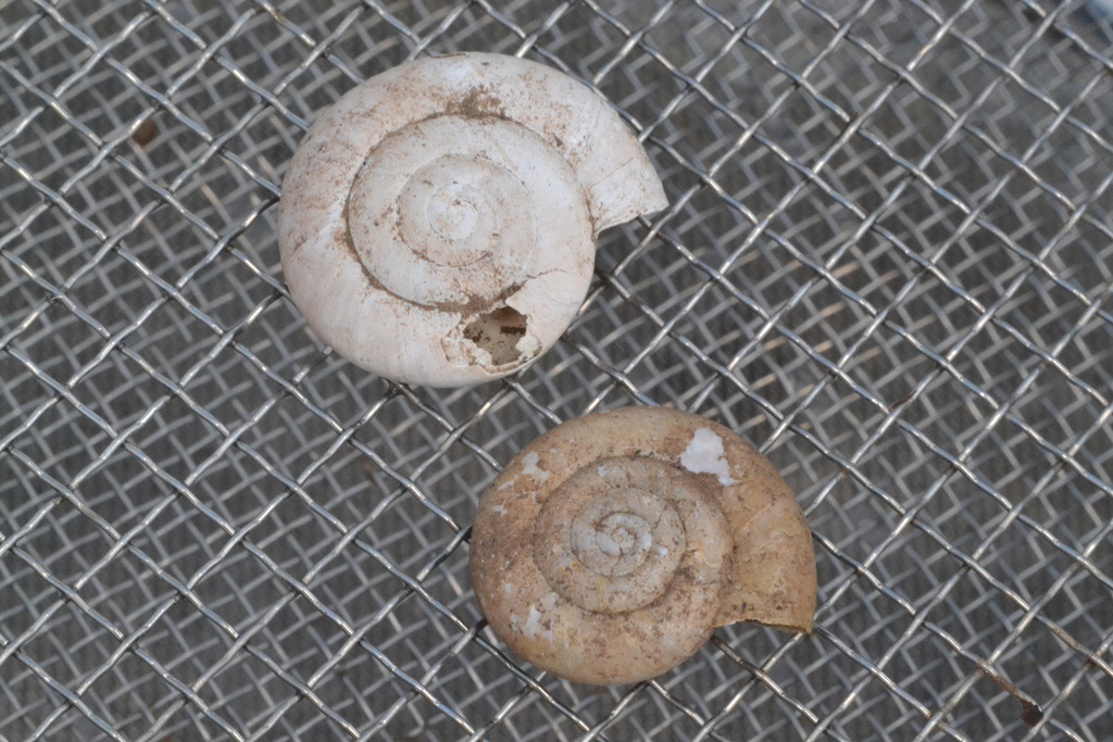 Paraegopis oberwimmeri