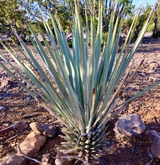 Yucca rigida
