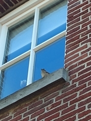 Fringilla coelebs