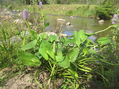 Pontederia sagittata