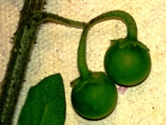 Solanum opacum