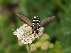 Xanthogramma citrofasciatum