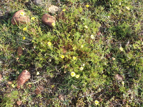 Ursinia nana, photograph 4