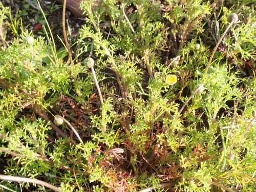 Ursinia nana, photograph 3