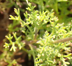 Ursinia nana