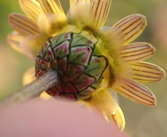 Ursinia nana, photograph (c) Nicola van Berkel, some rights reserved (CC BY-SA)