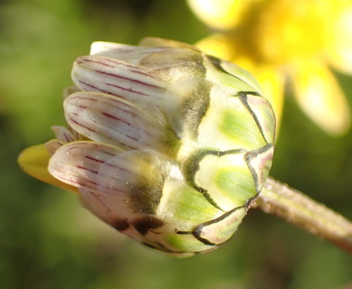 Ursinia nana, photograph 2