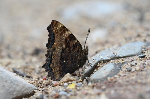 Large Tortoiseshell