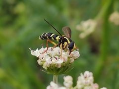 Xanthogramma citrofasciatum