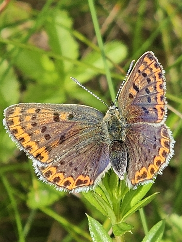 Sooty Copper