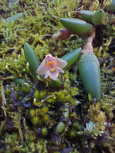 Common Button Orchid