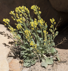 Physaria acutifolia