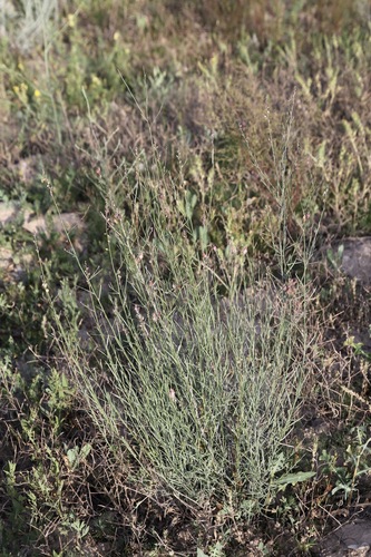 Linaria popovii, photograph 5