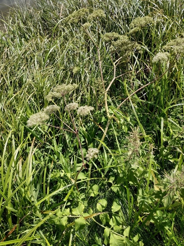 Наблюдение на iNaturalist