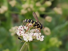 Xanthogramma citrofasciatum