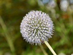 Echinops exaltatus