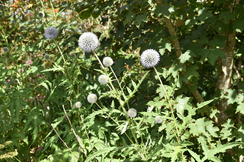 Echinops exaltatus, photograph 1