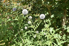 Echinops exaltatus, photograph (c) Nasser Halaweh, some rights reserved (CC BY)