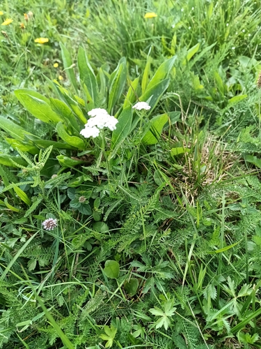 common yarrow