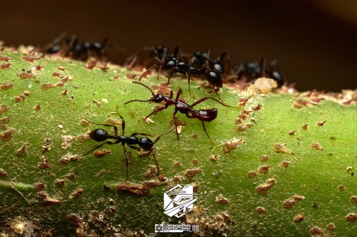 Aenictosymbia cornuta