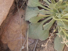 Physaria acutifolia