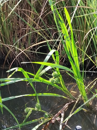 Наблюдение на iNaturalist
