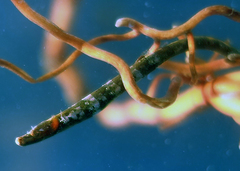 Prophet's Pipefish photo 2