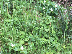 Trillium albidum