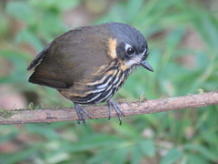 Grallaricula lineifrons