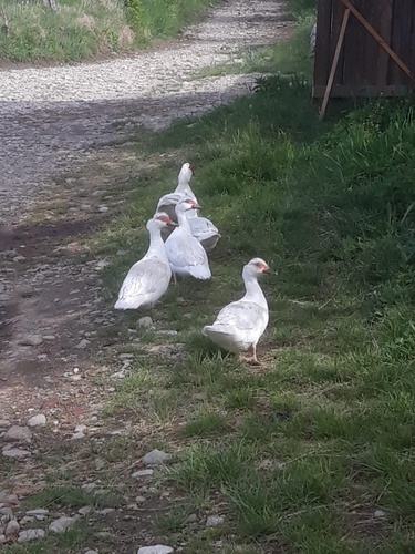 Domestic Muscovy Duck
