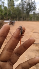 Ophisops leschenaultii