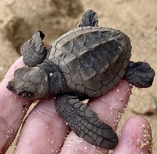 Olive Ridley Sea Turtle