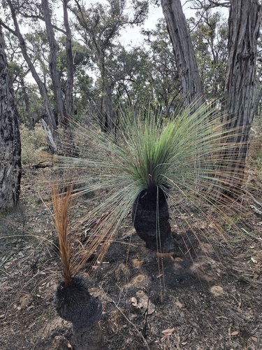 Xanthorrhoea australis, photograph 4