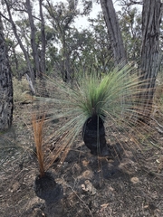 Xanthorrhoea australis, photograph author not stated, no rights reserved