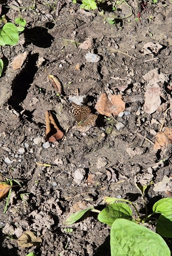 Silver-washed Fritillary