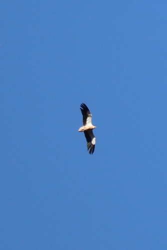 Egyptian Vulture