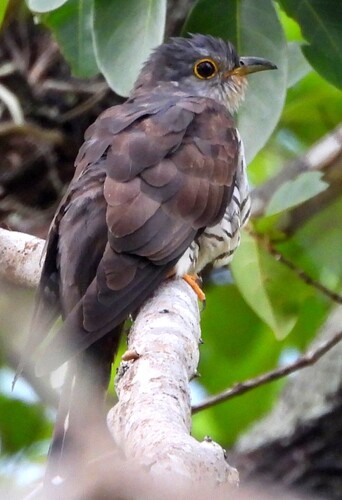 Indian Cuckoo (Cuculus micropterus), photo 6